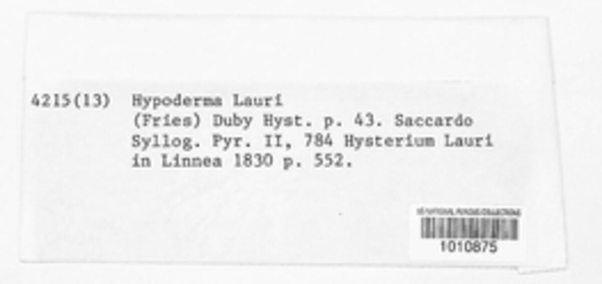 Lophodermium lauri image